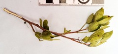 Searsia laevigata
