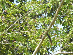 Callosciurus notatus