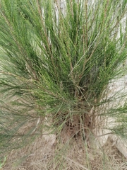 Casuarina equisetifolia