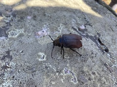Prionus laticollis