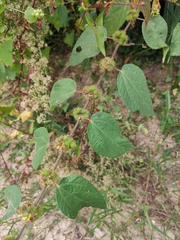 Triumfetta rhomboidea