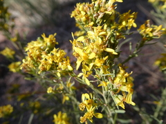 Gutierrezia sarothrae