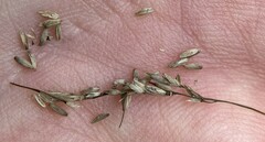 Glyceria striata