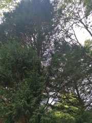 Chamaecyparis lawsoniana