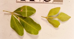 Searsia laevigata
