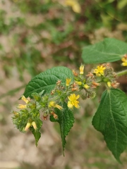 Triumfetta rhomboidea