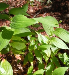 Tricyrtis
