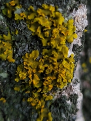 Xanthomendoza fallax