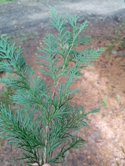 Chamaecyparis lawsoniana