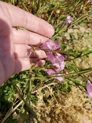 Agalinis heterophylla