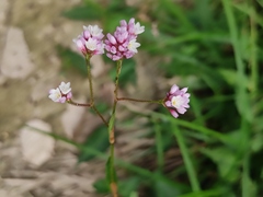Persicaria hastatosagittata