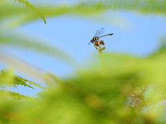 Ictinogomphus decoratus