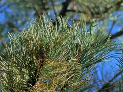 Pinus ponderosa
