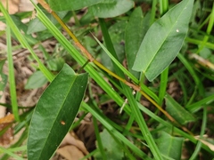 Persicaria hastatosagittata