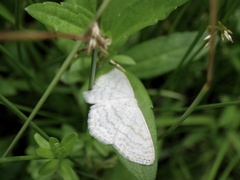 Scopula apicipunctata