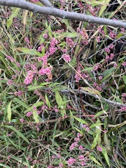 Persicaria bicornis