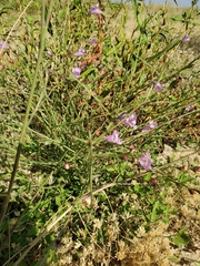 Agalinis heterophylla