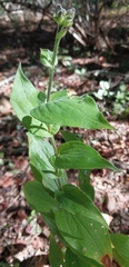 Tricyrtis