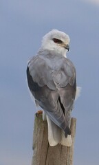 Elanus caeruleus caeruleus