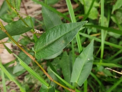 Persicaria hastatosagittata