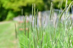 Alopecurus myosuroides