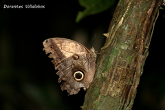 Caligo telamonius memnon