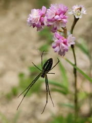 Leucauge celebesiana