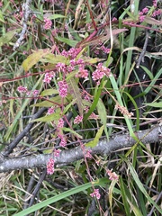 Persicaria bicornis