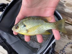 Lepomis microlophus