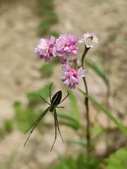 Leucauge celebesiana