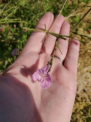 Agalinis heterophylla