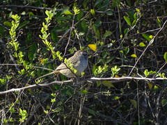 Rhynchospiza strigiceps