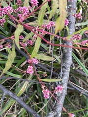 Persicaria bicornis