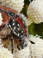Trichostetha capensis hottentotta