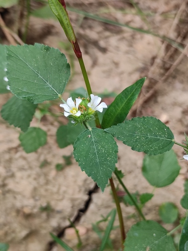 chocolateweed