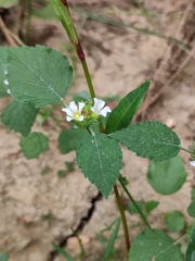 Melochia corchorifolia