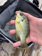 Lepomis microlophus