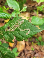 Stigmella villosella