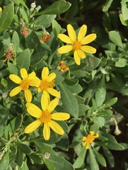 Osteospermum moniliferum
