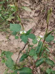 Melochia corchorifolia