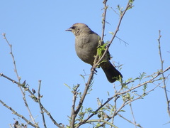 Agelaioides badius