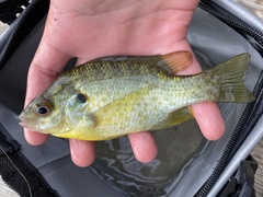 Lepomis microlophus