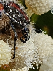 Trichostetha capensis hottentotta