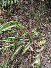 Alpinia japonica