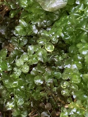 Mniaceae