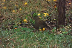 Turdus leucomelas
