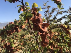 Paliurus spina-christi