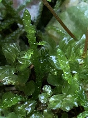 Mniaceae