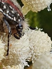Trichostetha capensis hottentotta