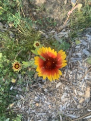 Gaillardia